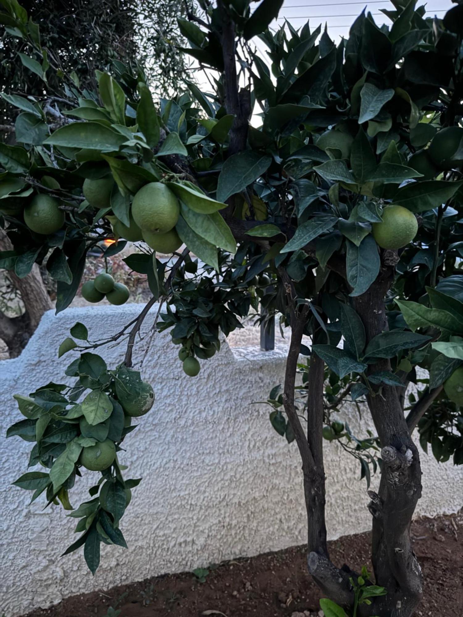 Secret Garden Airport-Beach Villas 300M From Famous Davis Beach Artemida  Exterior photo